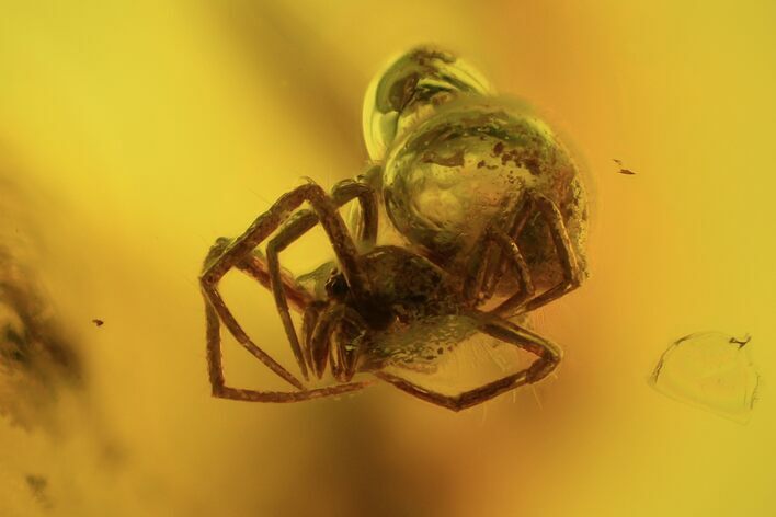 Detailed Fossil Spider (Aranea) In Baltic Amber #87207